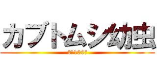 カブトムシ幼虫 (2匹100円)