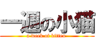 一週の小猫 (a week of kitten )