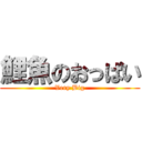 鯉魚のおっぱい (Very Big)