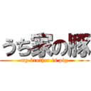 うち家の豚 (my brother is pig)