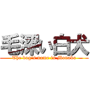 毛深い白犬 (The dog's name is Monaka)