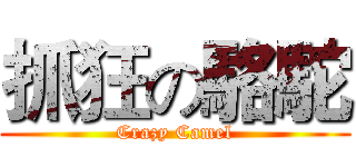 抓狂の駱駝 (Crazy Camel)