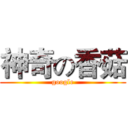 神奇の香菇 (google)