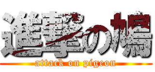 進撃の鳩 (attack on pigeon)