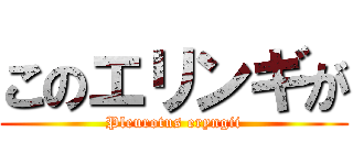 このエリンギが (Pleurotus eryngii)