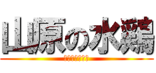 山原の水鶏 (ヤンバルクイナ)