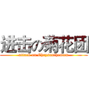 进击の菊花团 (attack on Chrysanthemum)