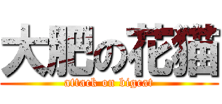大肥の花猫 (attack on bigcat)