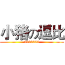 小猪の逗比 (2333333)