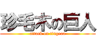 珍毛木の巨人 (attack on tingeaa)