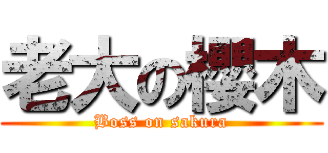 老大の櫻木 (Boss on sakura)