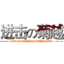进击の菊越 (attack on chrysanthemum)