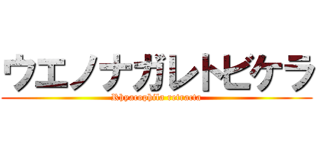 ウエノナガレトビケラ (Rhyacophila retracta)