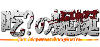 吃蟑の蜒蜒 (Scutigera coleoptrata)