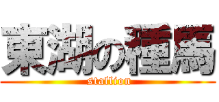 東湖の種馬 ( stallion)