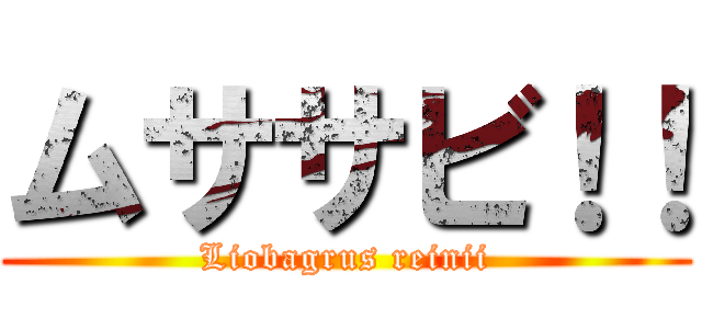 ムササビ！！ (Liobagrus reinii)