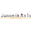 Ｊｕｎｏｎｉａ Ａｖｉｓ (Junonia Avis)