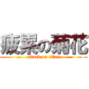 疲累の菊花 (attack on titan)