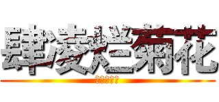 肆凌烂菊花 (肆凌烂菊花)