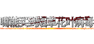 哪能买到烟草花叶病毒 (哪能买到烟草花叶病毒【电-186x2687x6963-Q278180069元-吉-药-业】我们做的是长期生意,靠的是老客户长期支持 http://sngk.net/7d4d0w
)