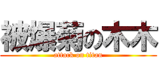 被爆菊の木木 (attack on titan)