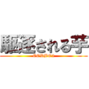 駆逐される芋 (CODBO2)