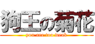 狗王の菊花 (you are too weak)