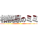 相模原のミミ (33)