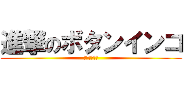 進撃のボタンインコ (驚きの二頭身)