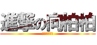 進撃の向柏柏 (進撃の向柏澔)