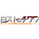 白ストのチワワ (TIWAWA of SHIRONO)