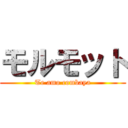 モルモット (Te amo combaya)