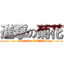 進撃の菊花 (attack on GWAH)