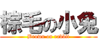 棕毛の小兔 (Brown on rabbit)