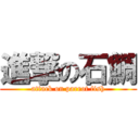 進撃の石鯛 (attack on parrot fish)