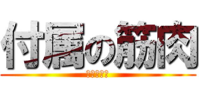 付属の筋肉 (付属の筋肉)