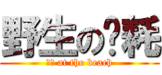 野生の鬃耗 (鬃耗 at the beach)