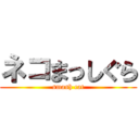 ネコまっしぐら (smash cat)