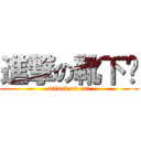 進撃の靴下貓 (attack on cat)