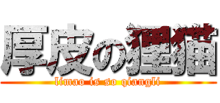厚皮の狸猫 (limao is so qiangli)
