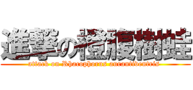進撃の橙腹樹蛙 (attack on Rhacophorus aurantiventris )