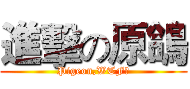 進擊の原鴿 (Pigeon,WTF?)