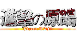 進擊の原鴿 (Pigeon,WTF?)