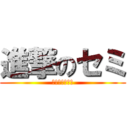 進撃のセミ (ﾐｰﾝﾐﾝﾐﾝ)