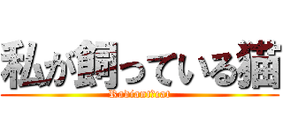 私が飼っている猫 (Radiant　cat)