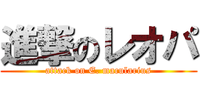 進撃のレオパ (attack on E. macularius)