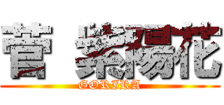 菅 紫陽花 (GORIRA)