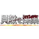 貝殻を採集 (shuko)