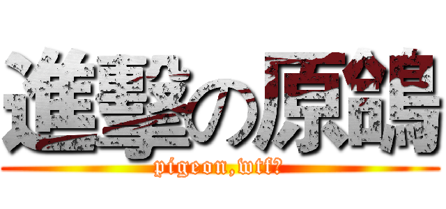 進擊の原鴿 (pigeon,wtf?)