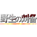 野生の刘备 (SB)